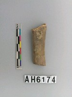 藏品(獸骨)的圖片